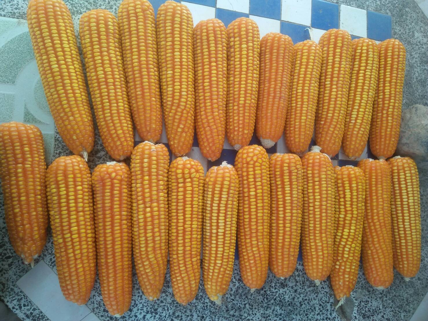 เมล็ดพันธุ์ข้าวโพด ชาละวัน 942
