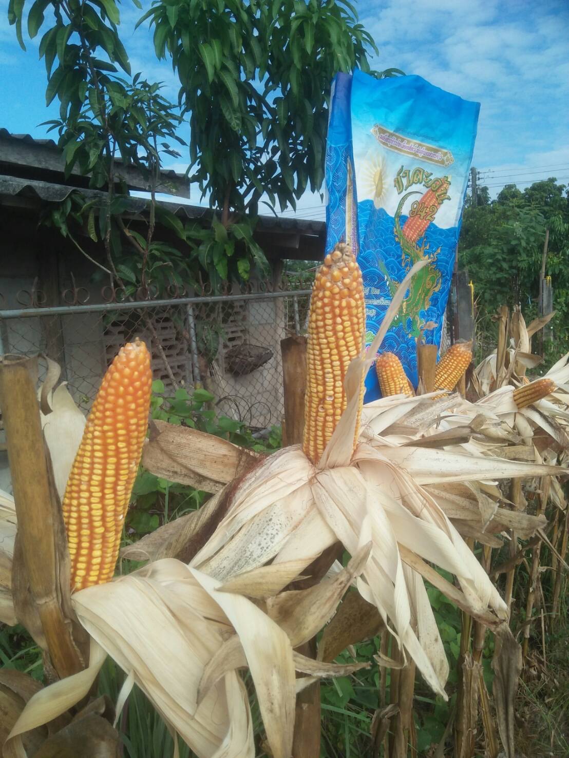 เมล็ดพันธุ์ข้าวโพด ชาละวัน 942